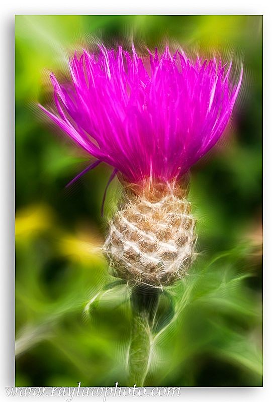 2275 Thistle - Floral Allotment
