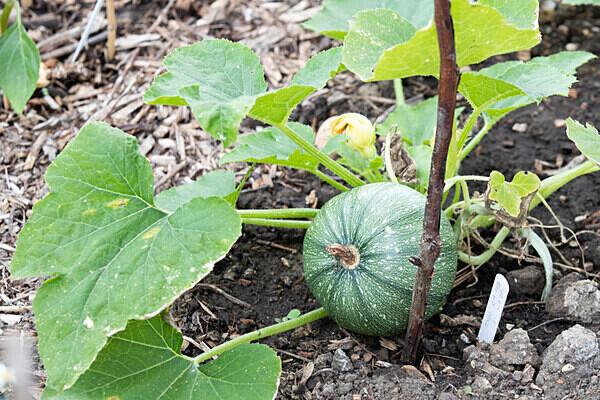 080718-9367 - Allotment Safari 2019