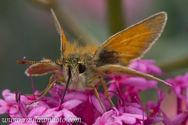MPAA-1191 - Butterflies and Moths