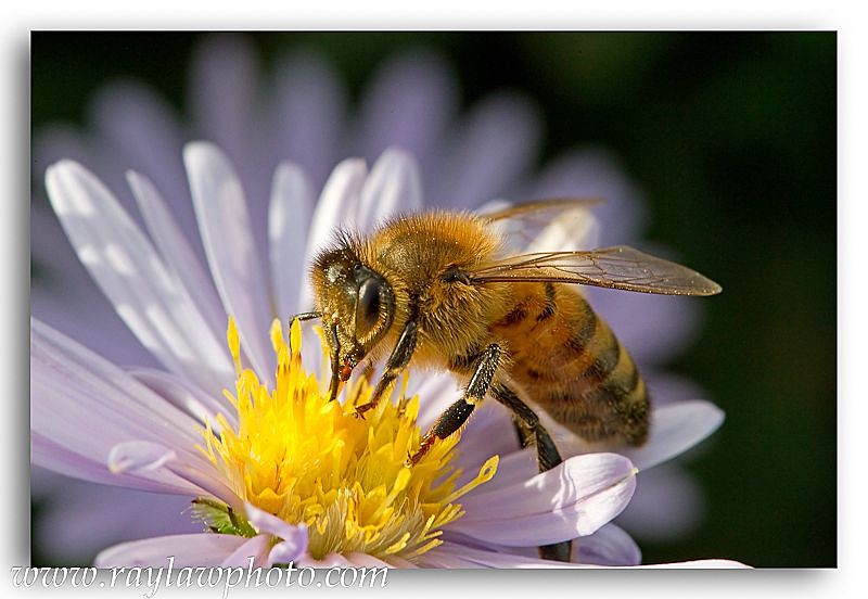 5280 Apis Mellifera - Allotment Wildlife
