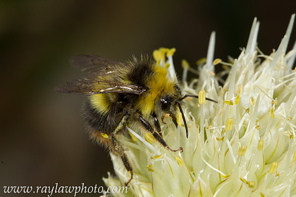 MPAA-4417 Bumble Bee on Seeding Onion Plant - Allotment Wildlife