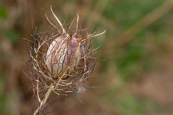  - Allotment Pot Pourri 2015