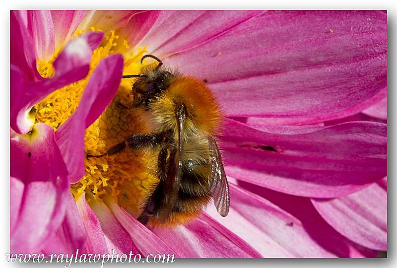 4946a Bombus Pratorum - Allotment Wildlife