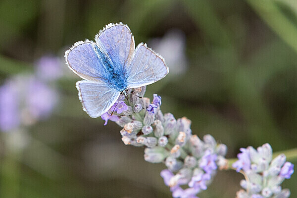 080718-5219 - Allotment Safari 2019