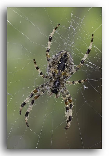 1606 spider - Allotment Wildlife