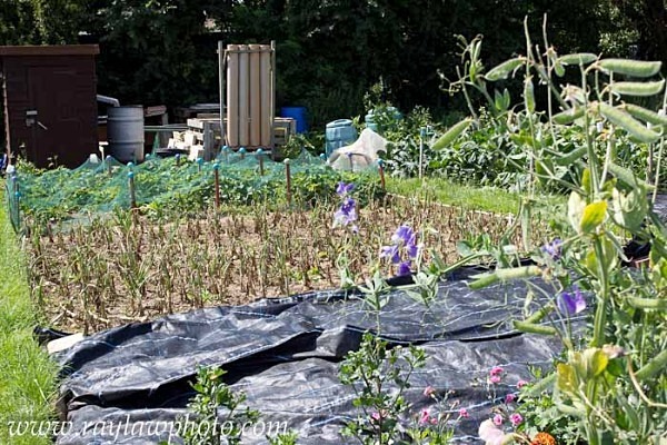 MPAA-8387 - Allotment Competition 2012