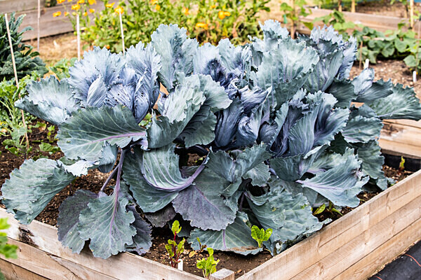 080718-9364 - Allotment Safari 2019