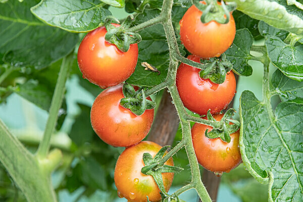 080718-6935 - Allotment Safari 2019