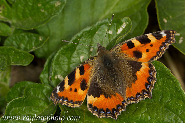 MPAA-6784 - Butterflies and Moths