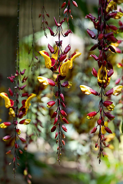  - Kew Gardens 2015