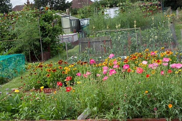 MPAA-0613-2 - Allotment Competition 2012