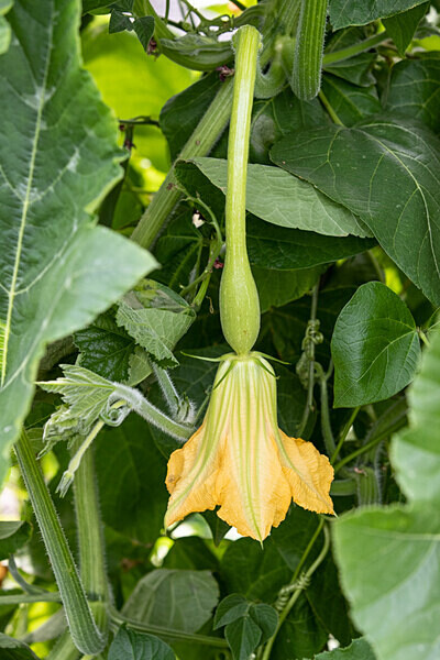 080718-5009 - Allotment Safari 2019
