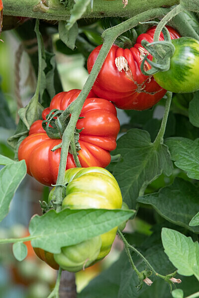080718-5002 - Allotment Safari 2019