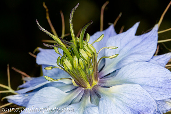 MPAA-3613 Love in the Mist - Floral Allotment
