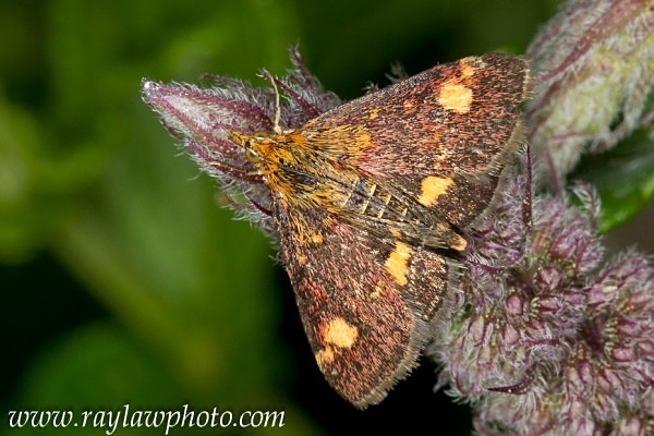 MPAA-3031 - Butterflies and Moths