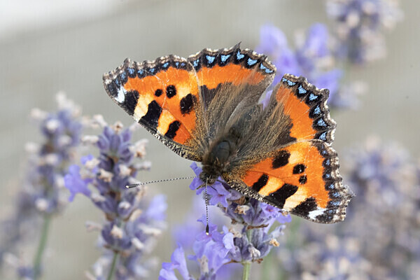 080718-3728 - Allotment Safari 2019