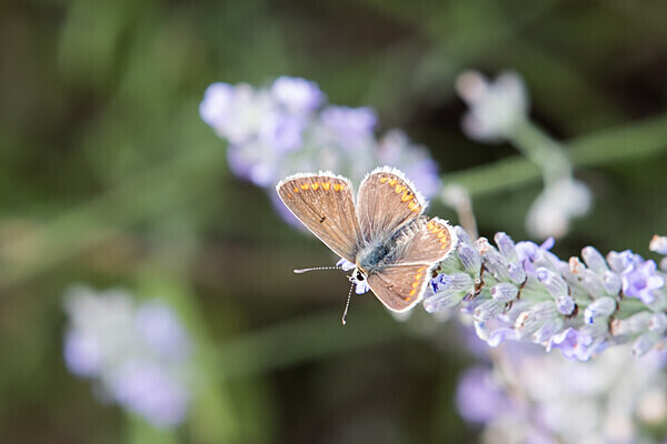 080718-5197 - Allotment Safari 2019