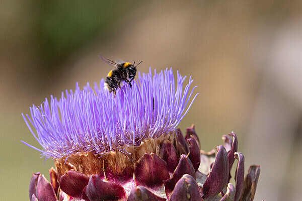 080718-5023 - Allotment Safari 2019