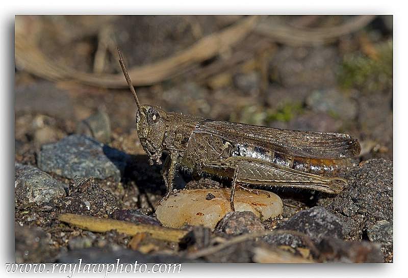 4995 grasshopper - Allotment Wildlife