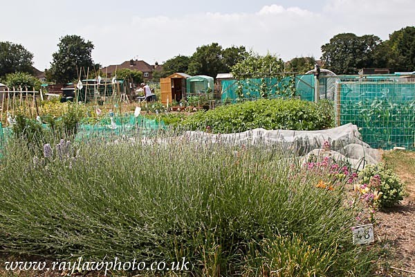 RLP-7929 - Allotment Competition 2013