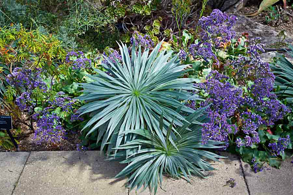  - Kew Gardens 2015