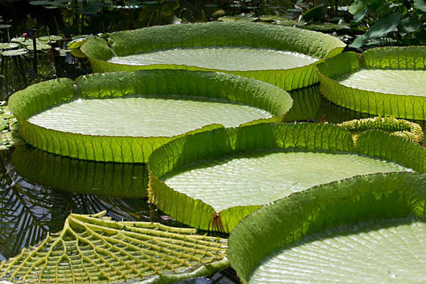  - Kew Gardens 2015