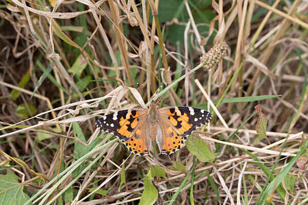 080718-4973 - Allotment Safari 2019