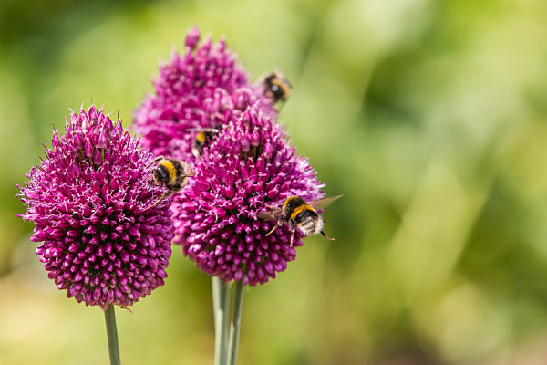090717-7070 - Allotment Safari 2018