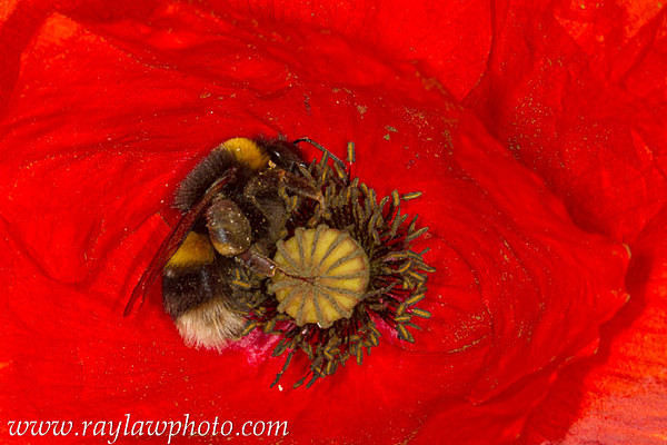 MPAA-4707 Bumble Bee in Red Poppy - Floral Allotment