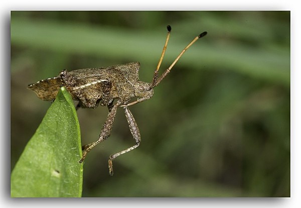 2473 Dock Bug (Coreus Marginatus) - Allotment Wildlife