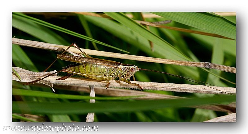 5047 Cricket - Allotment Wildlife