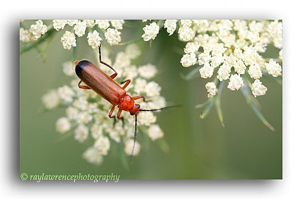 AA 0184 Soldier Beetle - Allotment Wildlife