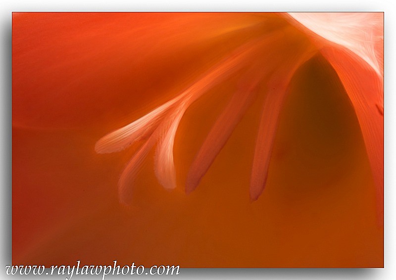 1758 Gladioli - Floral Allotment