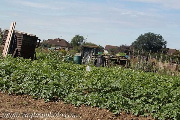 MPAA-8078 - Allotment Competition 2012