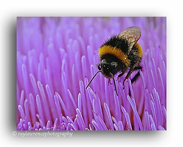 AA 3448 Bee on Artichoke Head - Allotment Wildlife
