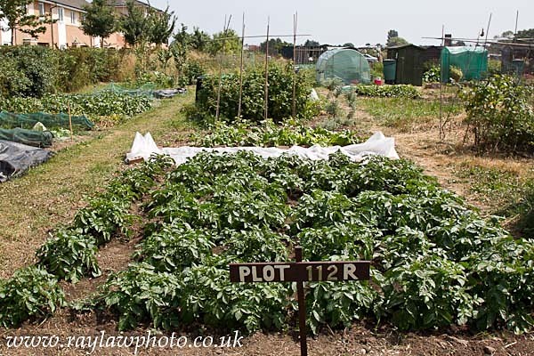 RLP-7897 - Allotment Competition 2013
