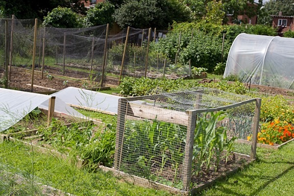 MPAA-0611 - Allotment Competition 2012