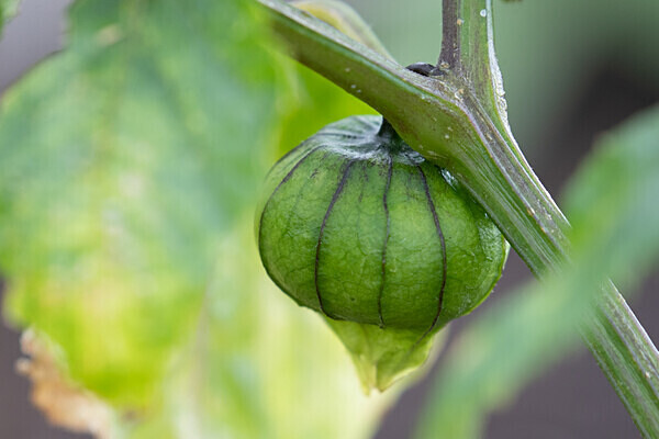 080718-9346 - Allotment Safari 2019