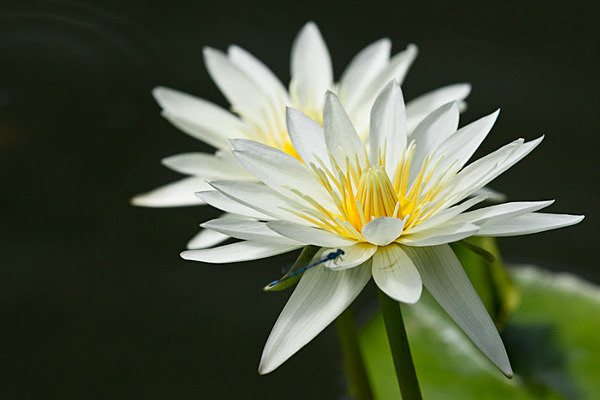  - Kew Gardens 2015