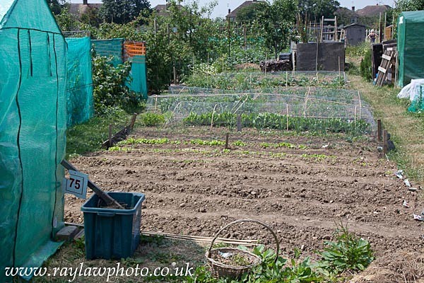 RLP-7914 - Allotment Competition 2013