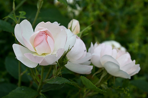  - Kew Gardens 2015