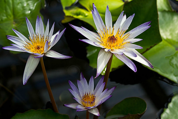  - Kew Gardens 2015