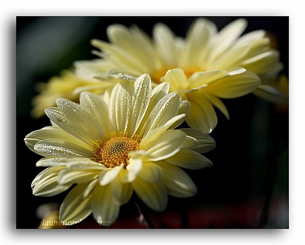 AA 2103 - Floral Allotment