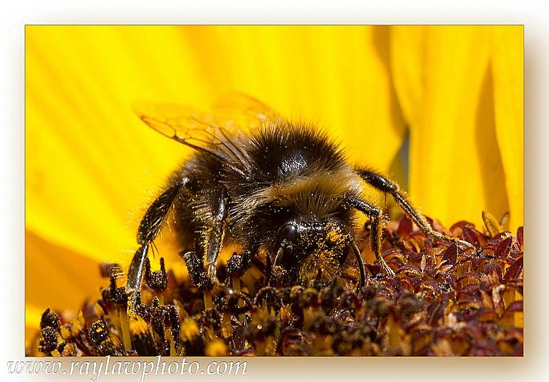 2236 bee a - Allotment Wildlife
