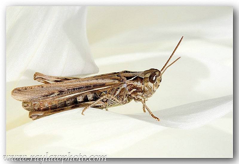 1585 grasshopper on dahlia a - Allotment Wildlife