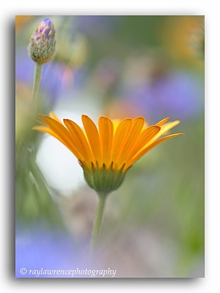 AA 0194 Candelula - Floral Allotment