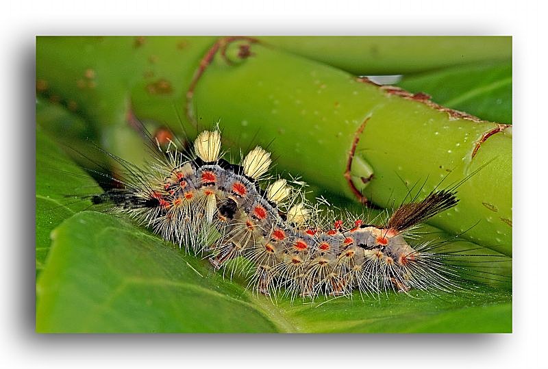 f1496 caterpiller - Butterflies and Moths