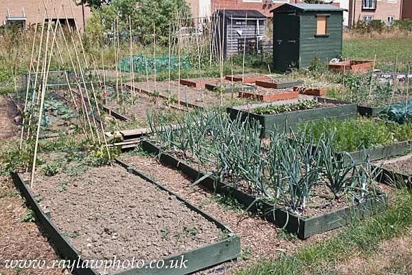 RLP-7903 - Allotment Competition 2013