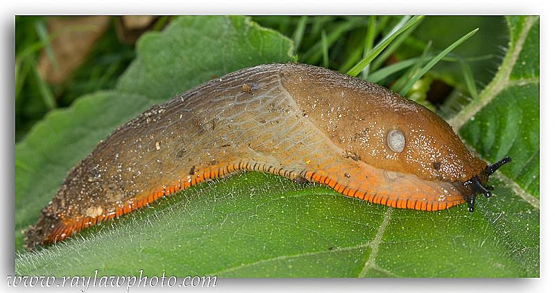 2557 slug - Rogues Gallery