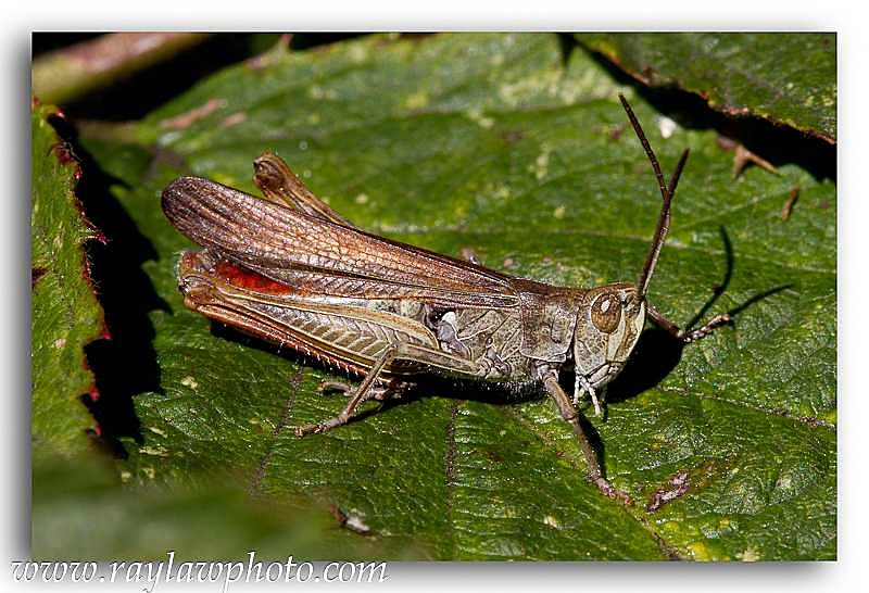 5014 grasshopper - Allotment Wildlife